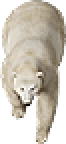 Oso Polar
