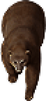 Oso Pardo